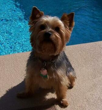 Yorkie Dog Breed Pictures Wallpaper HD Dogs