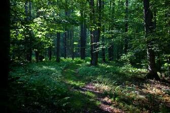 Hiking Trail Wallpaper Walking West