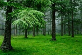 Green Forest Trees Clipart Clip Art Library