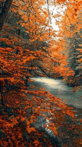 Tree Forest Nature Orange Branches Autumn
