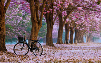 Beautiful Spring Nature Wallpaper Baltana