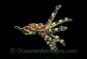 Blue Ringed Octopus Wallpaper Southern