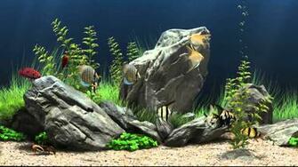 Fish Tank Background Net