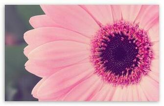 Pink Gerbera Daisy Digital Wallpaper Black