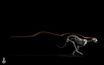 Dark Skeleton Wallpaper