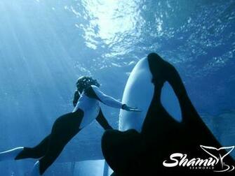 Shamu Wallpaper