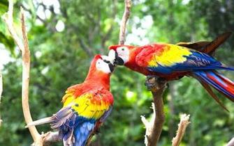 Value Love Bird Image Colorful Parrot Birds Photos