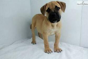 Cute Bullmastiff Puppy Wide Wallpaper Dogbreedswallpaper
