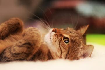 4k Cat Wallpaper Background Image