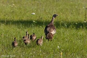 Wild Turkey Bourbon Image Of