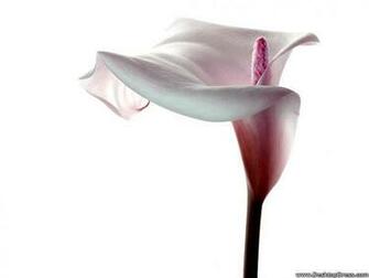 White Calla Lily High Resolution Wallpaper
