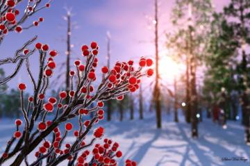 Winterberry In Ice By Akeraios Caedes Desktop Wallpaper