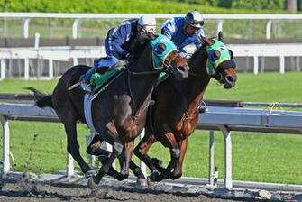 Wallpaper Photos Race Horse Pictures Image