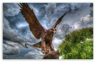 Eagle Wallpaper