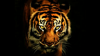 Cool Tiger Background