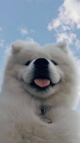 Sarabi P On Baby Animals Cute Dog Wallpaper