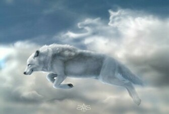 White Wolf Wallpaper HD Jpg