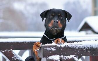 Rottweiler Wallpaper Pictures Image