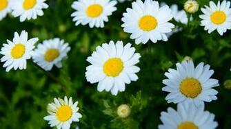 White Daisies Wallpaper