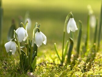 Spring Flowers Wallpaper Desktop iPad Background In HD