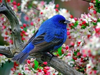 Sun Shines Beautiful Blue Bird Wallpaper