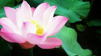 Lily Pad Wallpaper