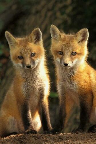 Two Wolves iPhone Wallpaper Background And HD