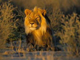 HD Lion Picture Lions Wallpaper
