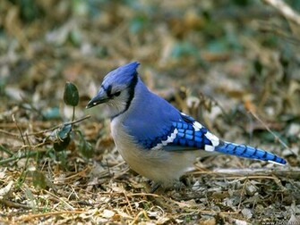 Blue Jay Wallpaper Jpg