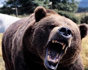 Black Bear Wallpaper For Your