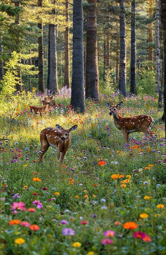 Live Animal Wallpaper