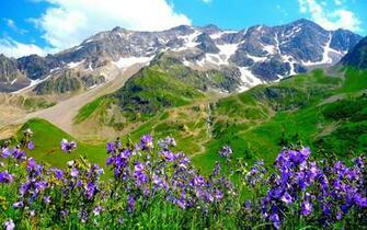 Desktop Wallpaper Glade Of Violet Flowers On A Background The Alps