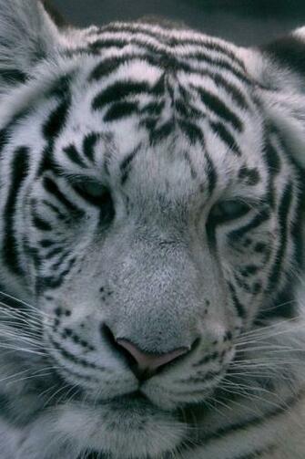 iPhone Background White Tiger From Category Animals Wallpaper For