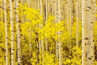 Aspen Tree Wallpaper Lscdec