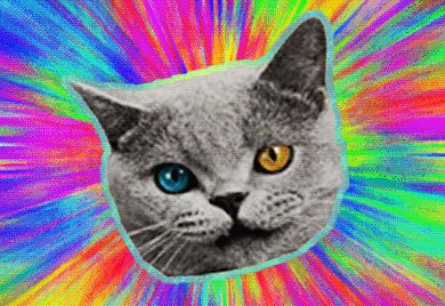Cat Wang On
