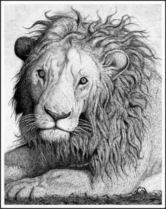 Pen And Ink Lion Wallpaper