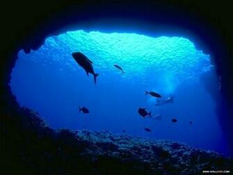 Blue Ocean Wallpaper Animals Wallpaper16 Wallcoo Net