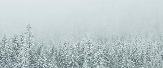 Snow Covered Trees Wallpaper Ultrawide Monitor