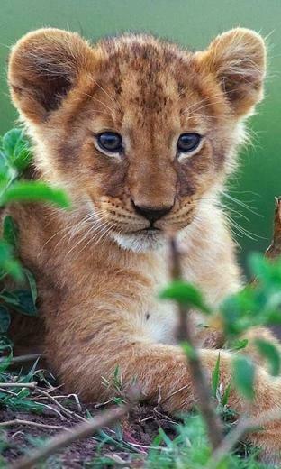 Tigers Sounds Live Wallpaper Android Apper P Google Play