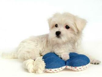 Fluffy Maltese Puppy Dogs White Puppies Wallpaper
