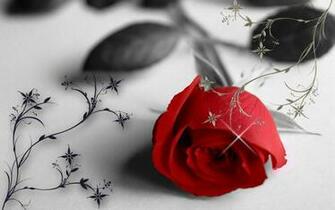 Rose White And Black Wallpaper