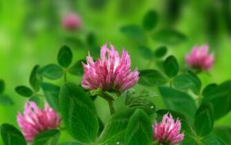 Clover Wallpaper