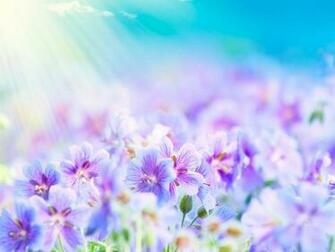 Summer Flowers Desktop Pc And Mac Wallpaper
