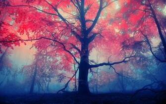 Landscapes Forest Autumn Fall Leaves Fog Wallpaper Background