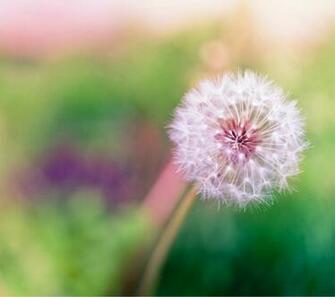 High Res Leaked Htc Sense Wallpaper From All New One