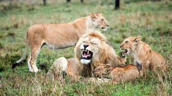 Lion Picture Collection