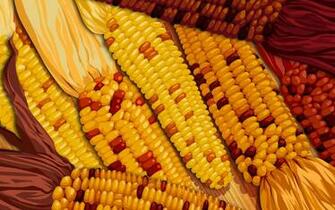 Harvest Corn Desktop Wallpaper
