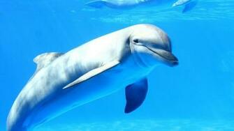 Dolphin Wallpaper