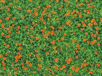 Carnations Flowers Seamless Texture Pinks Photo From