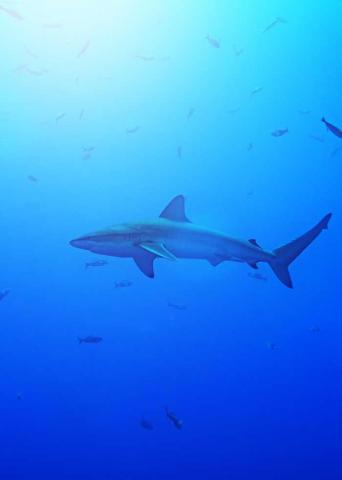 Galapagos Shark Facts Diet Size Attacks Range